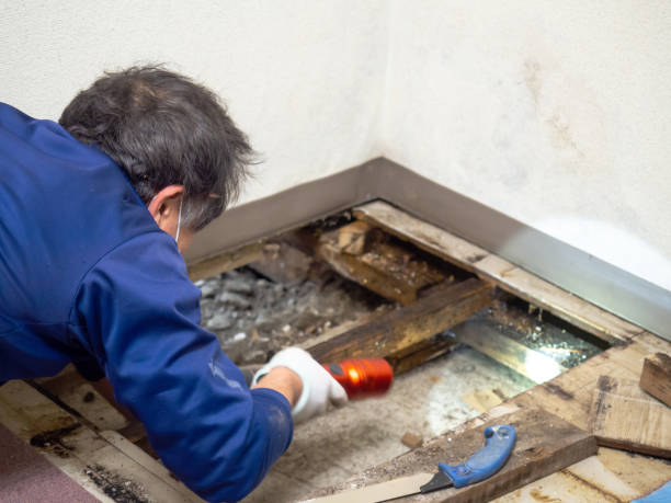 Reliable West Hill, OH Mold Removal Solutions