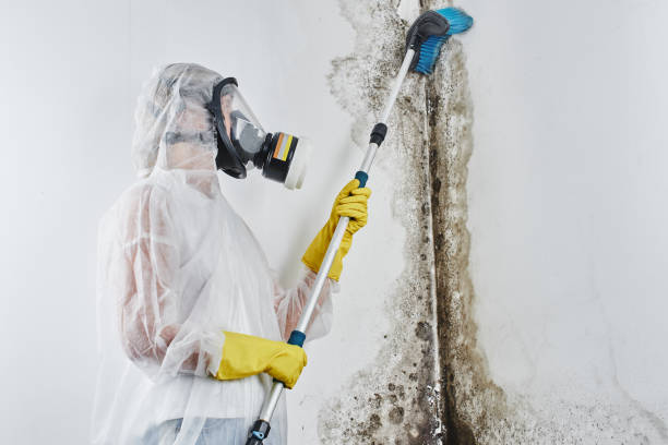 Best Certified Mold Removal  in West Hill, OH