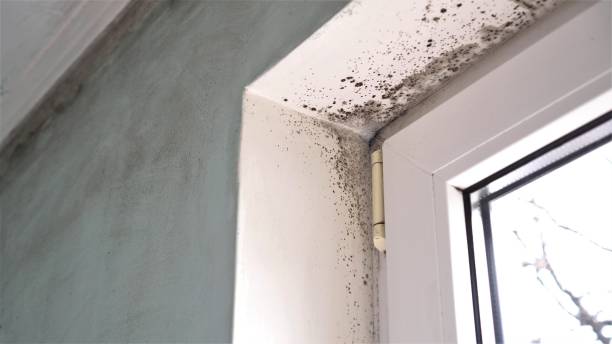 Best Crawl Space Mold Removal  in West Hill, OH