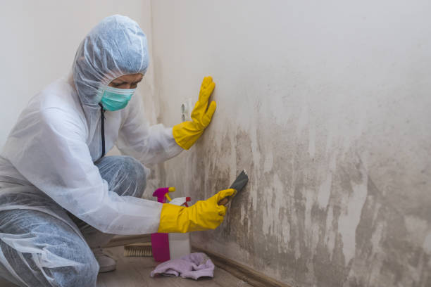 Attic Mold Removal in West Hill, OH