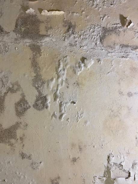 Best Mold Removal Specialists  in West Hill, OH
