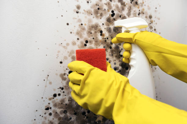 Best Professional Mold Removal  in West Hill, OH
