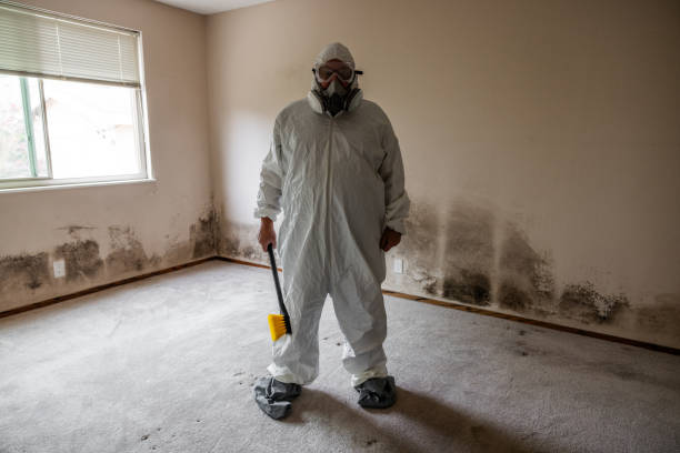 Best Commercial Mold Removal  in West Hill, OH