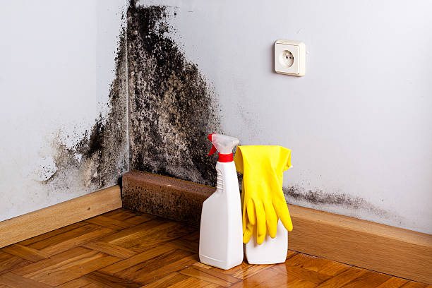 Best Professional Mold Removal  in West Hill, OH