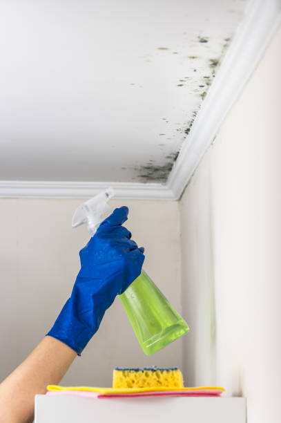 Best Same-Day Mold Removal  in West Hill, OH